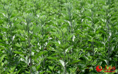 <strong>“我们把加工余下的艾粉添加到菇菌棒中</strong>